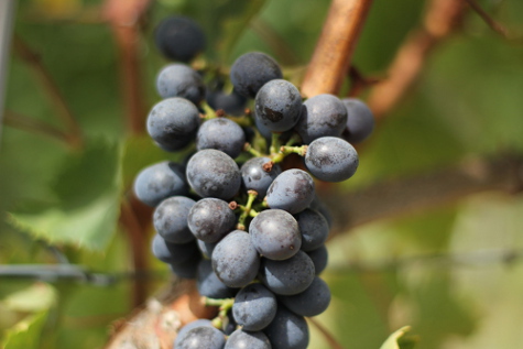 Tros druiven aan stok